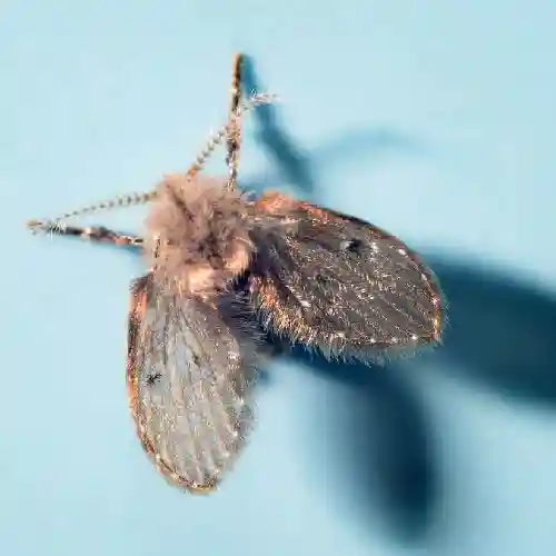 Drain Flies