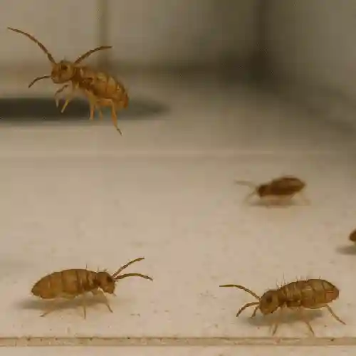 Springtails