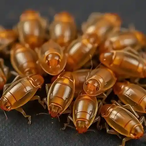 Cockroach Nymphs