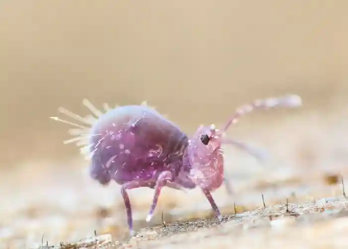 springtails - Get Rid of Lots of Tiny Bugs in the Bathroom