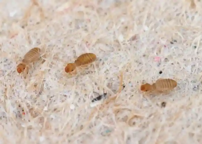 Booklice - Get Rid of Lots of Tiny Bugs in the Bathroom