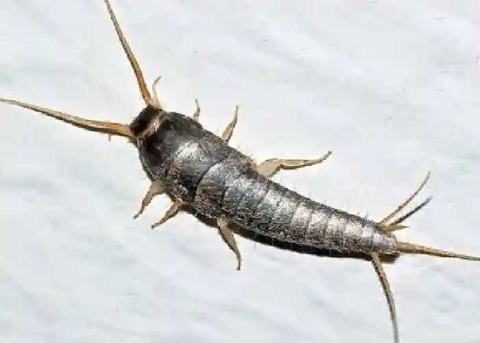Silverfish - Get Rid of Lots of Tiny Bugs in the Bathroom
