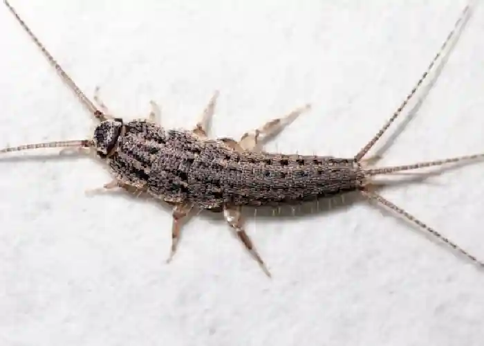 Firebrats - Get Rid of Lots of Tiny Bugs in the Bathroom