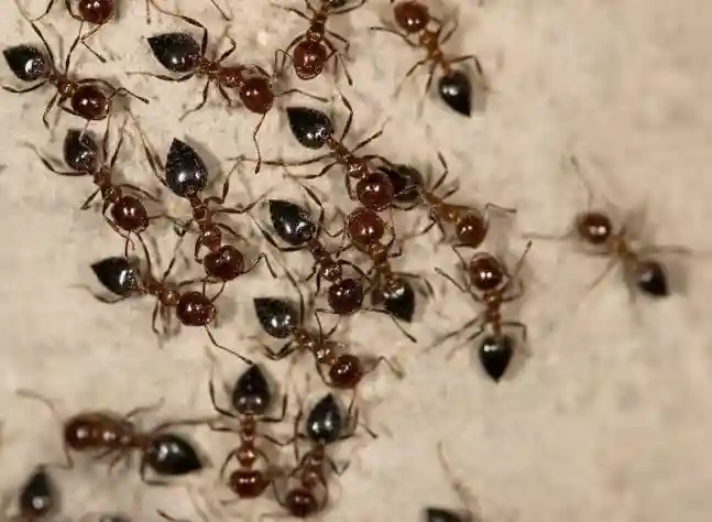 Florida Carpenter Ant - How to Get Rid of Ants in Florida | Pestlio