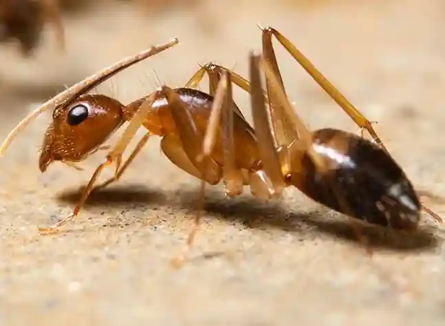 Ghost Ants - How to Get Rid of Ants in Florida | Pestlio