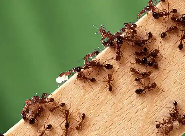 Red Imported Fire Ants- How to Get Rid of Ants in Florida | Pestlio