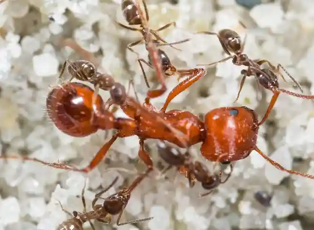 Argentine Ants - How to Get Rid of Ants in Florida | Pestlio