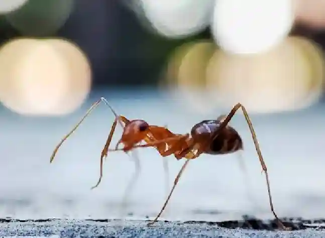 Tawny Crazy Ants - How to Get Rid of Ants in Florida | Pestlio