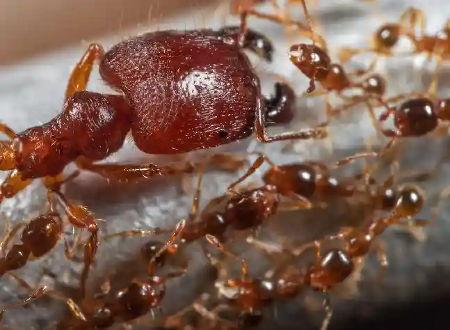 Big Headed Ants - How to Get Rid of Ants in Florida | Pestlio