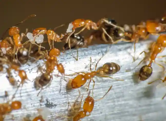 Pharaoh Ants - How to Get Rid of Ants in Florida | Pestlio