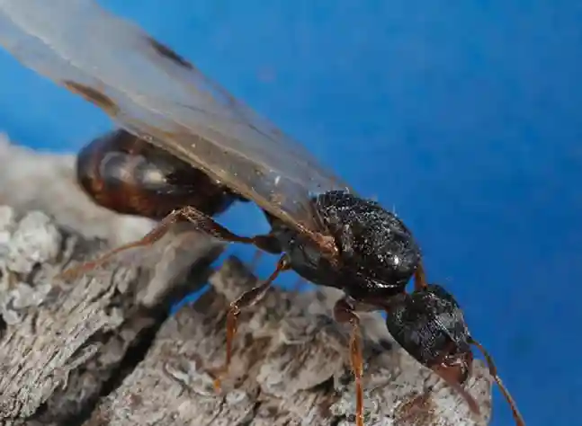 Pavement Ants - How to Get Rid of Ants in Florida | Pestlio